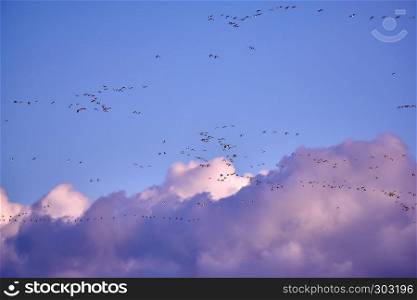 flock of Canada gooses in the evening