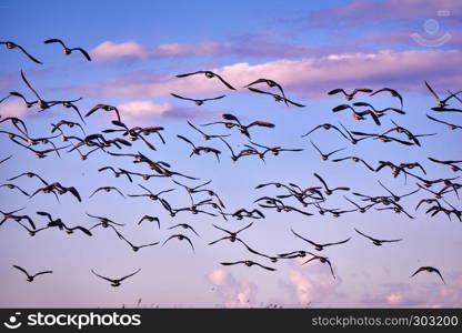 flock of Canada gooses in the evening