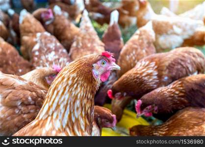 flock of chickens eating food.
