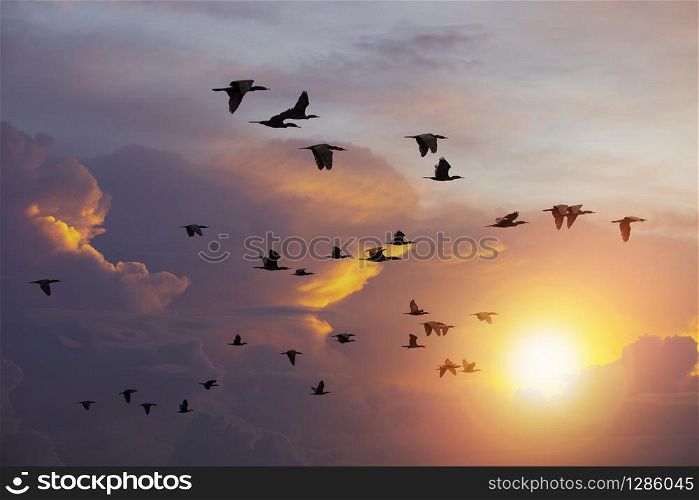 flock of Cormorant bird flying against beautiful sun light sky