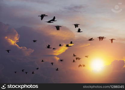 flock of Cormorant bird flying against beautiful sun light sky