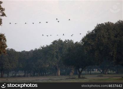 Flock of cranes flying over the meadow full of oaks