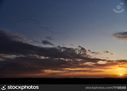 flock of cranes flying to place to sleep