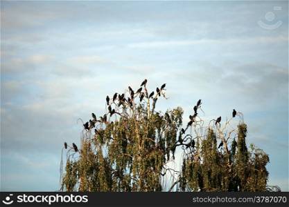 flock of crows in a tree