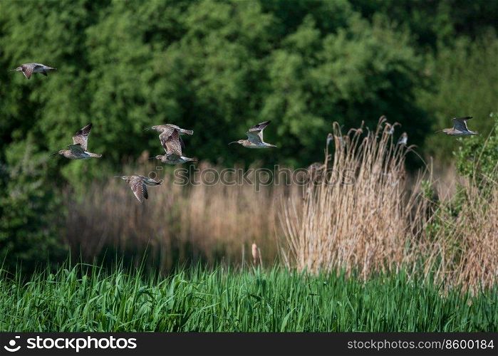 Flock of Curlew Numenius Arquarta birds in flight over landscape in Spring