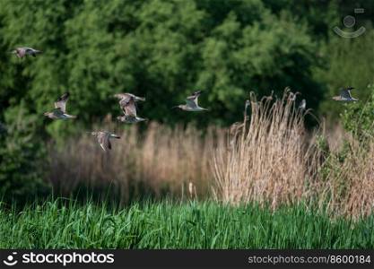 Flock of Curlew Numenius Arquarta birds in flight over landscape in Spring