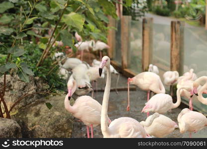 flock of cute beautiful exotic pink sleepy flamingoes together in a pool in a zoo in Northern Thailand, Southeast Asia