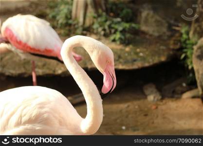 flock of cute beautiful exotic pink sleepy flamingoes together in a pool in a zoo in Northern Thailand, Southeast Asia