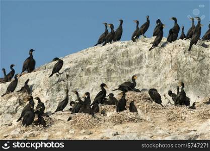 Flock of Double-Crested Cormorant (Phalacrocorax auritus) on the coast, Lake of The Woods, Ontario, Canada