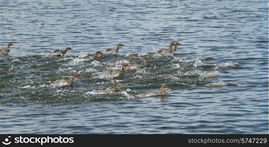 Flock of ducks in a lake, Lake of The Woods, Ontario, Canada