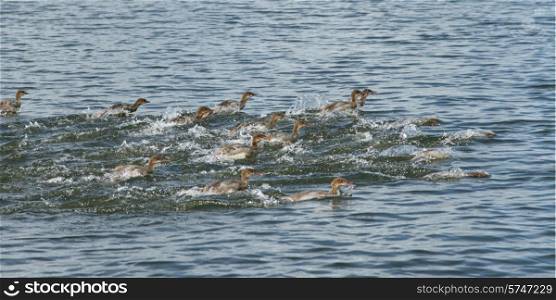 Flock of ducks in a lake, Lake of The Woods, Ontario, Canada