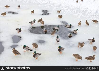 flock of ducks near water glade in frozen lake in cold winter day