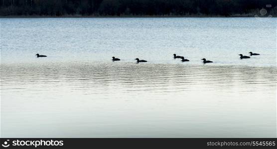 Flock of ducks swimming in a lake, Manitoba, Canada