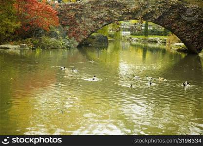 Flock of ducks swimming in water, Central Park, Manhattan, New York City, New York State, USA