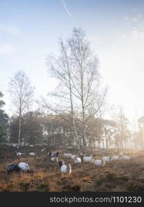 flock of dutch sheep on early morning autumnal heath near utrecht in warm sunlight in holland