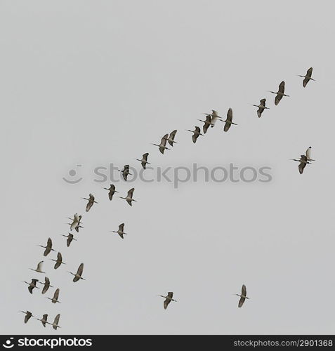 Flock of egrets flying in the sky, Sayulita, Nayarit, Mexico