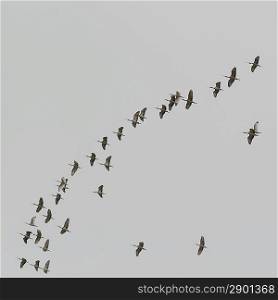 Flock of egrets flying in the sky, Sayulita, Nayarit, Mexico