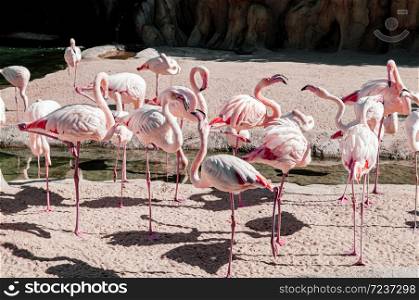 Flock of Flamingo birds in Valencia Bioparc zoo under bright sunlight in autumn - Spain