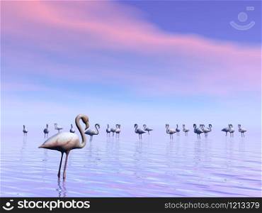 Flock of flamingos standing peacefully in the water by sunset