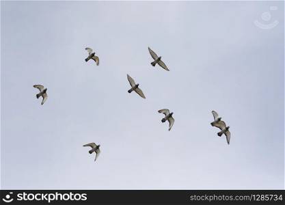 flock of flying pigeon bird against clear blue sky