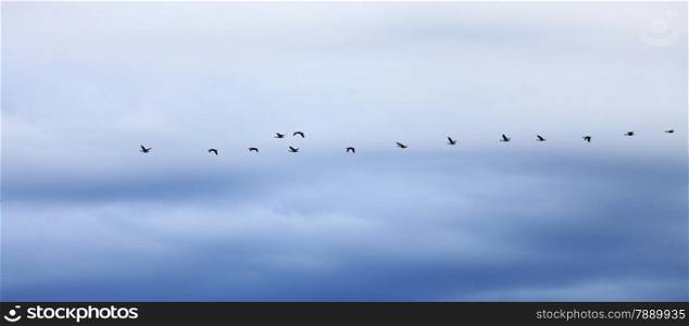 flock of geese flying in formation during migration blue sky