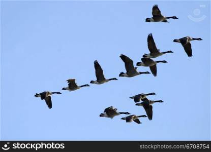Flock of geese flying in the sky
