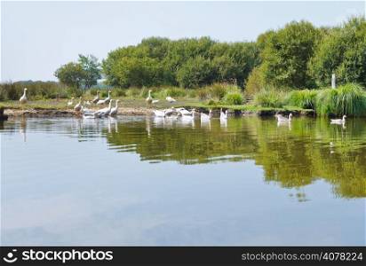 flock of geese in Briere Marsh in Briere Regional Natural Park, France