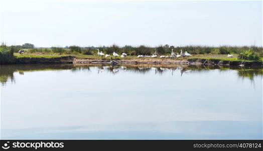 flock of geese on shore of Briere Marsh in Briere Regional Natural Park, France
