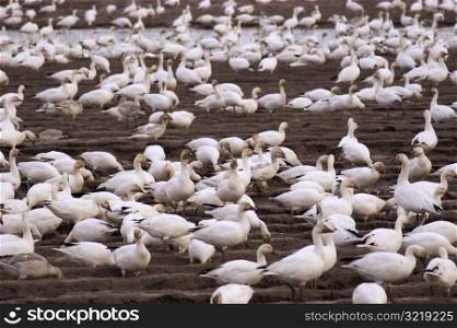 Flock of Geese on the Ground