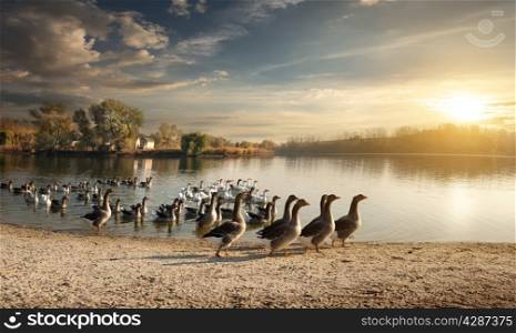 Flock of geese on the village pond