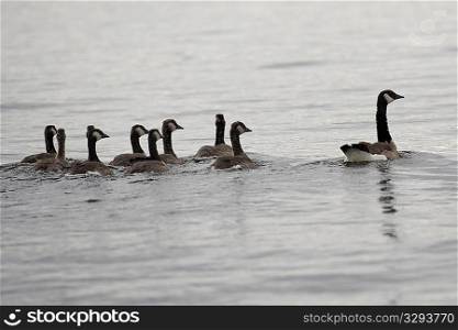 Flock of geese on the water at Lake of the Woods, Ontario
