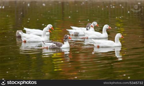 Flock of geese swimming in a lake