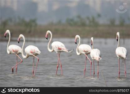 Flock of Greater Flamingos, Phoenicopterus roseus, Ujjani Dam backwaters, Bhigwan, Maharashtra, India