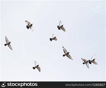 flock of homing pigeon bird flying mid air