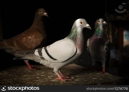 flock of homing pigeon bird in home loft