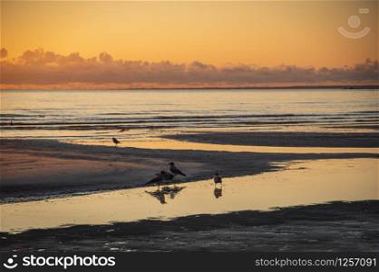 Flock of hooded crows walking on the frozen beach of Baltic sea on sunset