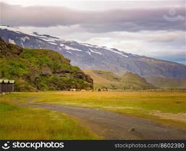 Flock of horses grazing in the grass field of rural Iceland