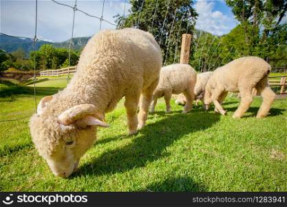 flock of merino sheep in rural ranch farm