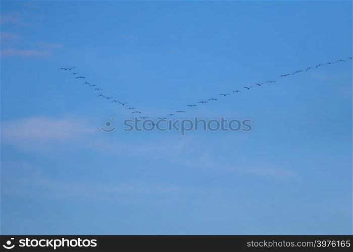 Flock of migratory birds flying in the blue sky. Cranes migrating and flying at a V shape formation. Cranes migrate from latvia to south in autumn season. Flock of migratory birds against blue sky.