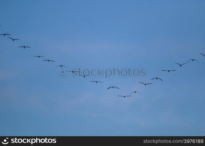 Flock of migratory birds flying in the blue sky. Cranes migrating and flying at a V shape formation. Cranes migrate from latvia to south in autumn season. Flock of migratory birds against blue sky.