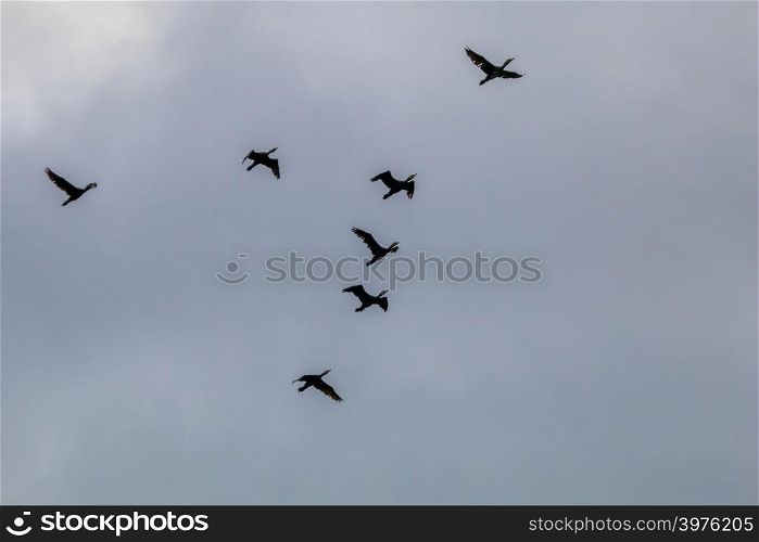 Flock of migratory birds flying in the blue sky. Ducks migrating and flying at a V shape formation. Ducks migrate from latvia to south in autumn season.
