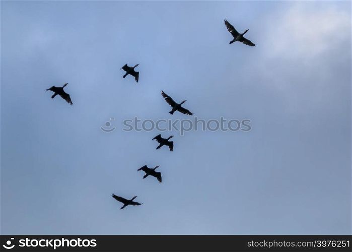 Flock of migratory birds flying in the blue sky. Ducks migrating and flying at a V shape formation. Ducks migrate from latvia to south in autumn season.