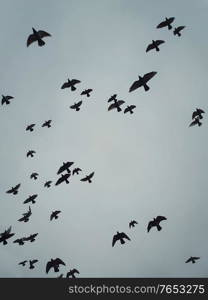 Flock of migratory birds flying over head against the cloudy autumn sky background. Birds silhouettes, nature wildlife. Fall season scene