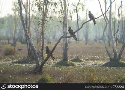 Flock of migratory hawk, Nakhonnayok Thailand