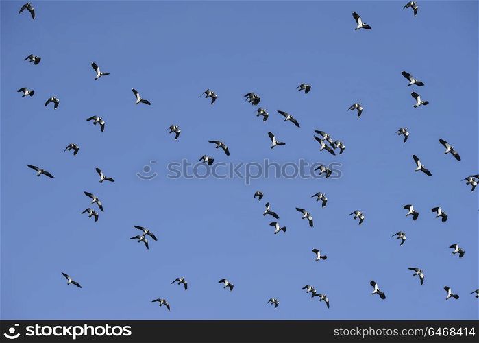 Flock of migratory lapwing birds in clear Winter sky