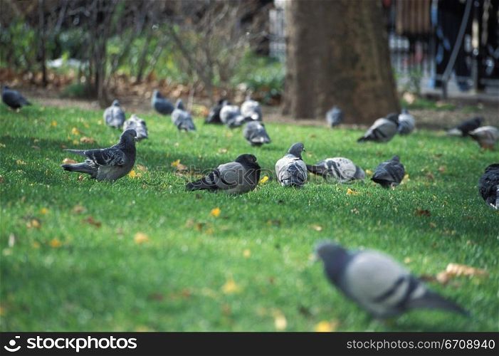 Flock of pigeon in a park
