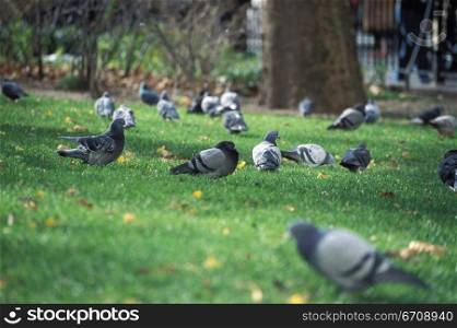Flock of pigeon in a park
