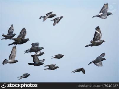 flock of pigeons in flight