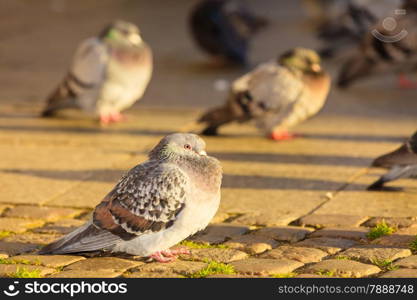 Flock of pigeons in the city street public square