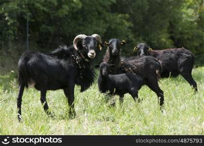 Flock of Rare Black Cameroon Sheep